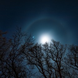 Moon Halo Above the Canopy