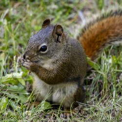 Squirrel 