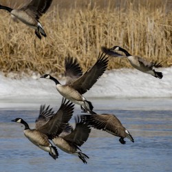 Geese in Flight