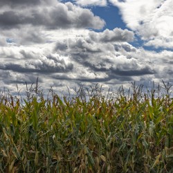 Cornfield Under a Cloudy Day