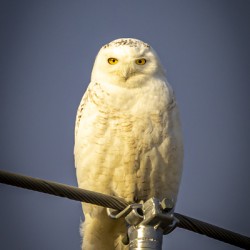 Snowy Owl in the Sun