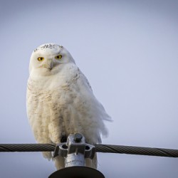 Snowy Owl