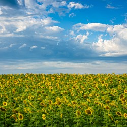 Sunflowers on a Cloudy Day