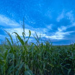 Cornfield at Sunset