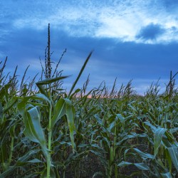 Cornfield at Sunset