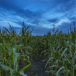 Cornfield at Sunset