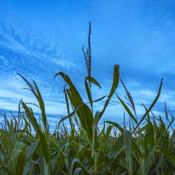 Cornfield at Sunset