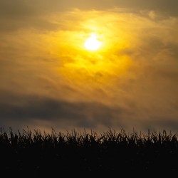 Hazy Sunrise Above Corn Field