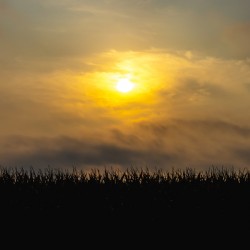 Hazy Sunrise Over Cornfield