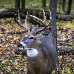 Antlers and Autumn: A Portrait of Natures Beauty