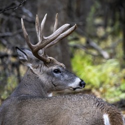 Antlers and Autumn: A Portrait of Natures Beauty