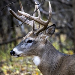 Antlers and Autumn: A Portrait of Natures Beauty