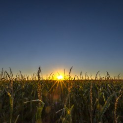 Sunset in the Cornfield
