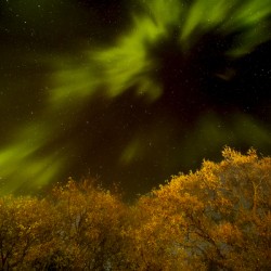 Northern Light Above the Canopy