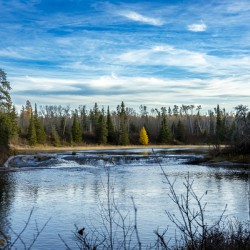 Lone Tamarack Tree Behind the Falls