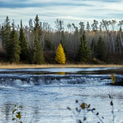 Lone Tamarack Behind the Falls