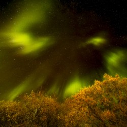 Northern Lights Above the Canopy