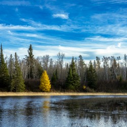 Lone Tamarack Tree Reflection