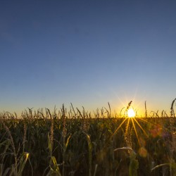 Sunset in the Cornfield