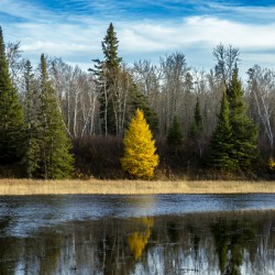 Tamarack Reflection
