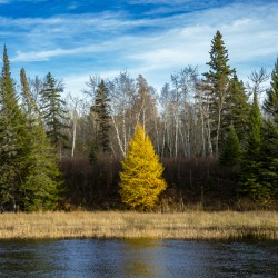 Lone Tamarack Tree