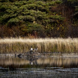 Geese Atop Beaver Hut