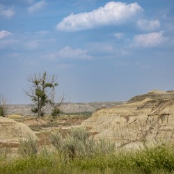 Lone Tree in the Badlands