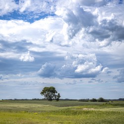 Lone Tree on a Cloudy Day