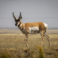 Pronghorn Antelope