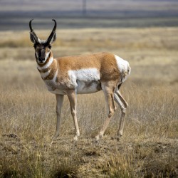 Pronghorn Antelope