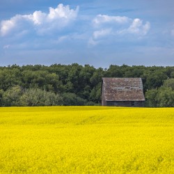 Old Barn and Canola Field