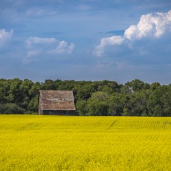 Old Barn and Canola Field
