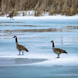 Geese During Spring Thaw
