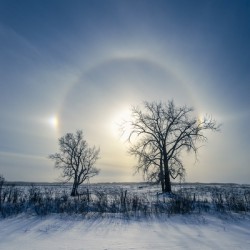 Sundogs Behind Lone Trees