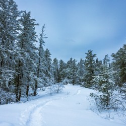 Winter on Hanson Creek Trail