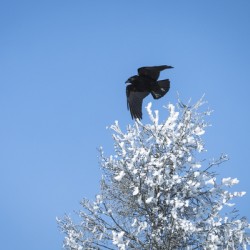 Winter Flight