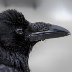 Raven Profile