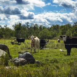 Cattle in Pasture
