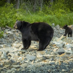 Mama Bear and its Cub