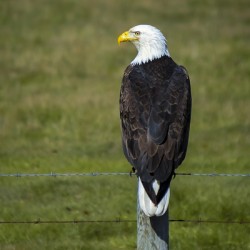 Eagle on a Fence