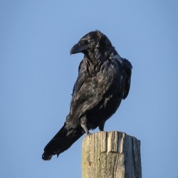 Raven on a Post