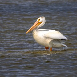 Pelican Contemplation