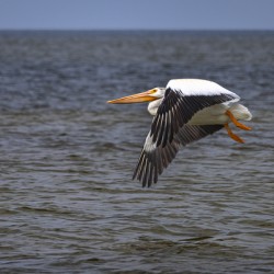 Pelican in Flight