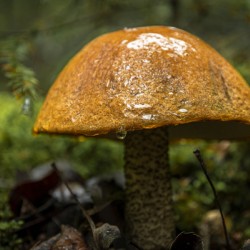 Mushroom after the rain