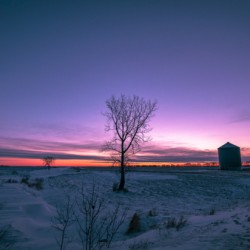 Lone Trees and Grain Bin