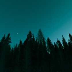 Boreal Silhouette