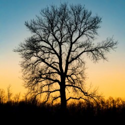 Lone Tree at Dusk