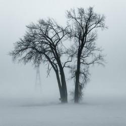 Lone Tree in Winter Storm