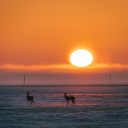 Deer in Sunrise