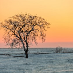 Lone Tree in Pastel